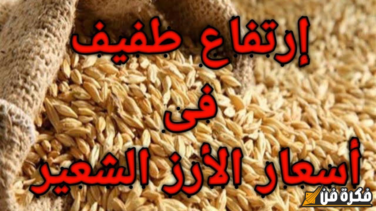 “كم وصلت الحبة العريضة” تعرف على سعر طن الأرز الشعير اليوم في الأسواق ومنافذ البيع – الأحد 10 نوفمبر 2024