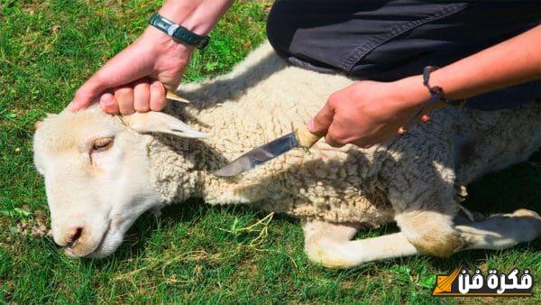 دعاء قبل ذبح أضحية العيد: اجعل من عبادتك رضاء الله وبارك في رزقك!