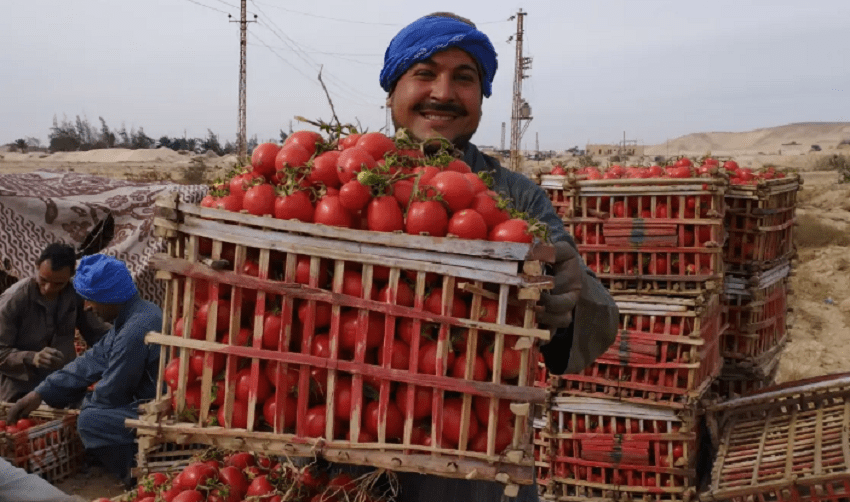 بعد الزيادة الأخيرة.. أسعار الطماطم تخالف التوقعات اليوم الأحد 8 ديسمبر | الكيلو بكام النهاردة؟