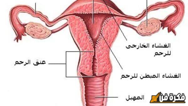 علاج آلام الدورة الشهرية: اكتشف أفضل الطرق الطبيعية والفعّالة للتخفيف من المعاناة واستعادة راحتك!